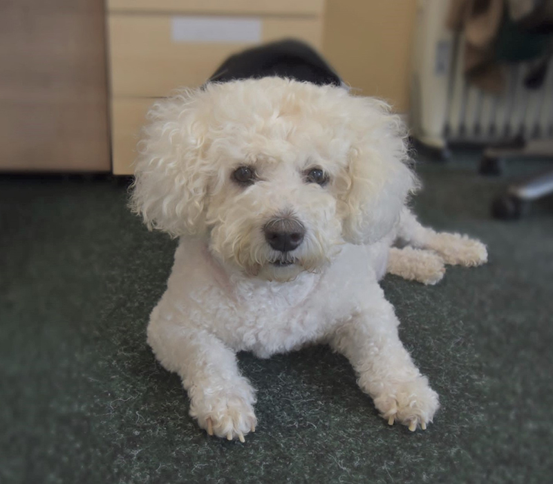 George , Office Security and Everyone’s best friend